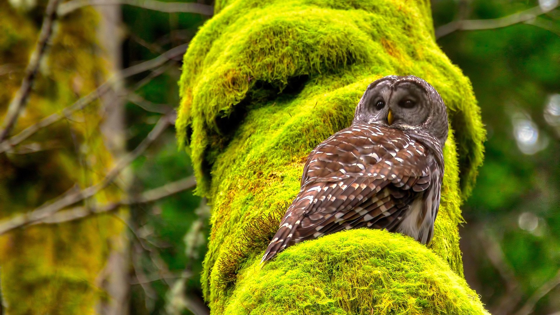 乒乓球青少年分级标准拟定中，乒乓球青少年锦标赛