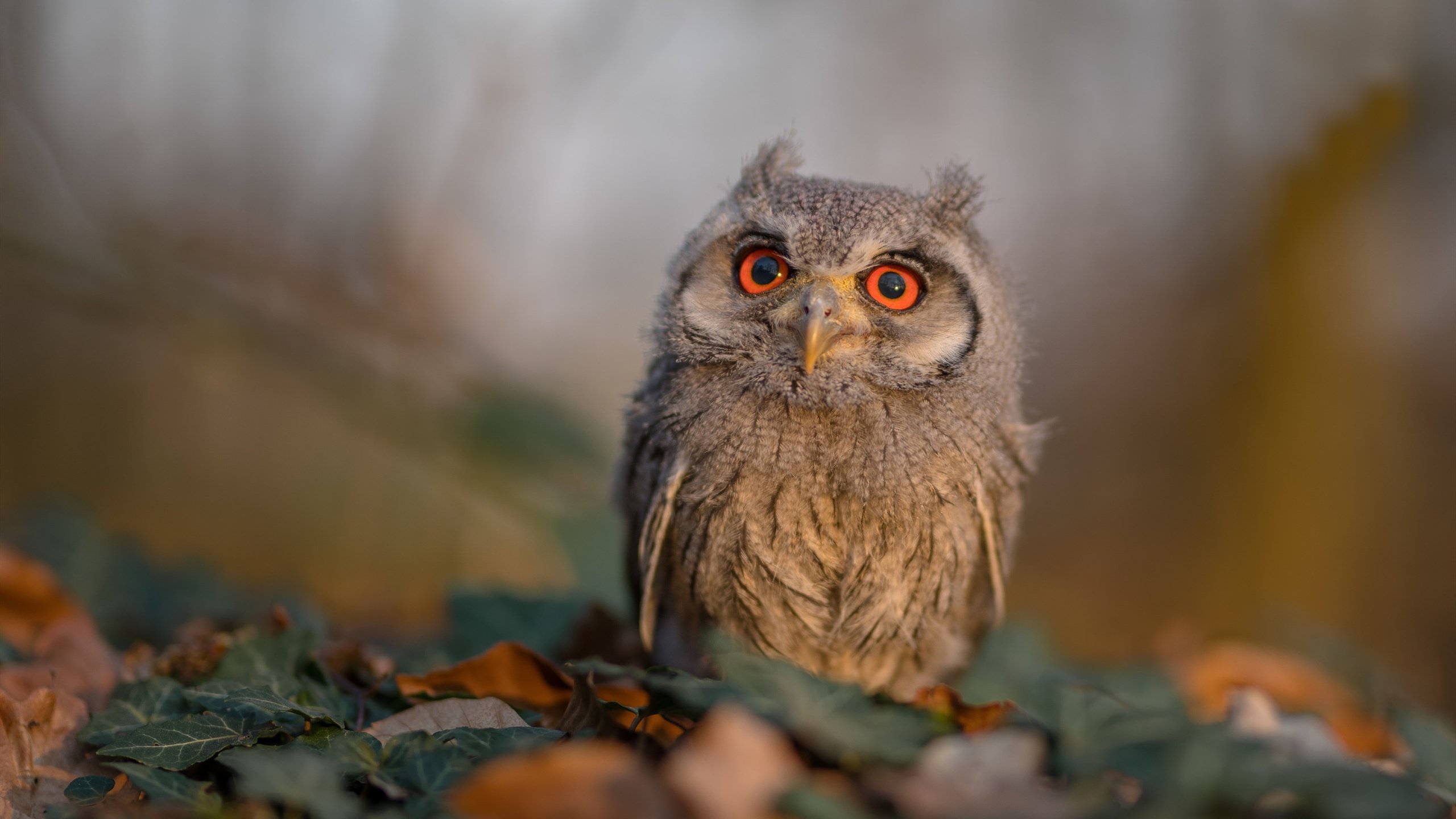 开云全站-体育医疗辅助团队参与运动风险评估设计，医疗体育锻炼项目