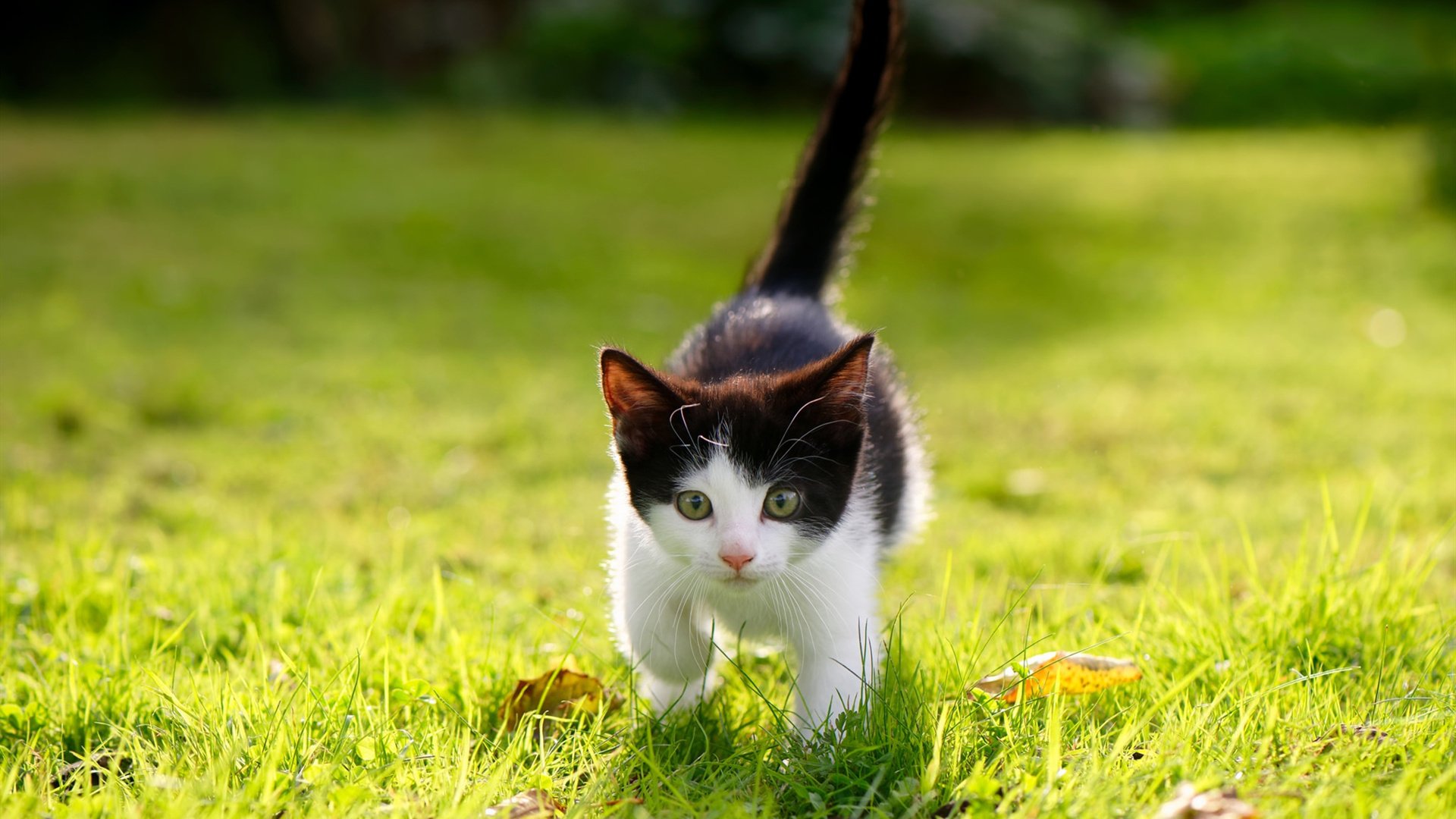 前场球员站位合理性是否决定进攻端空间利用率，前场球员是什么意思