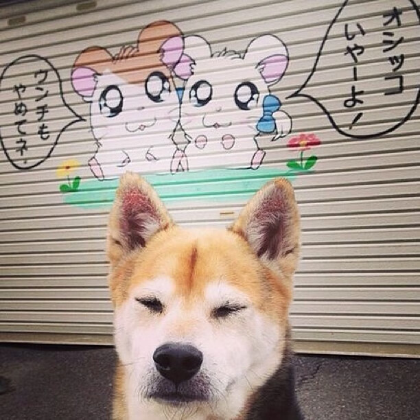 印度赛制解析：如何应对全球乒乓大赛中的压力，印度乒乓球联赛