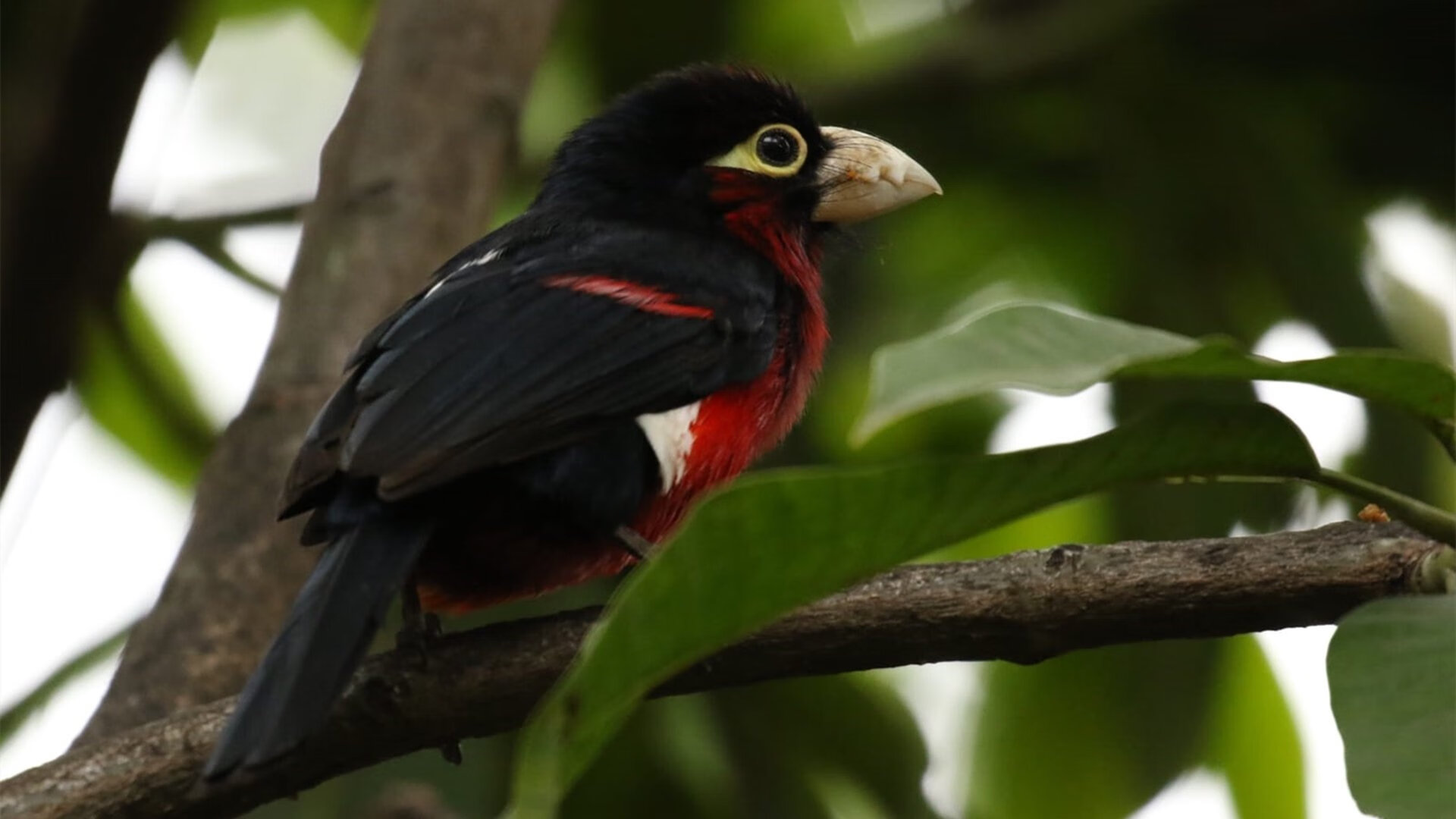 德国队如何在国际乒联混合团体世界杯中适应赛制变化？，德国队乒乓