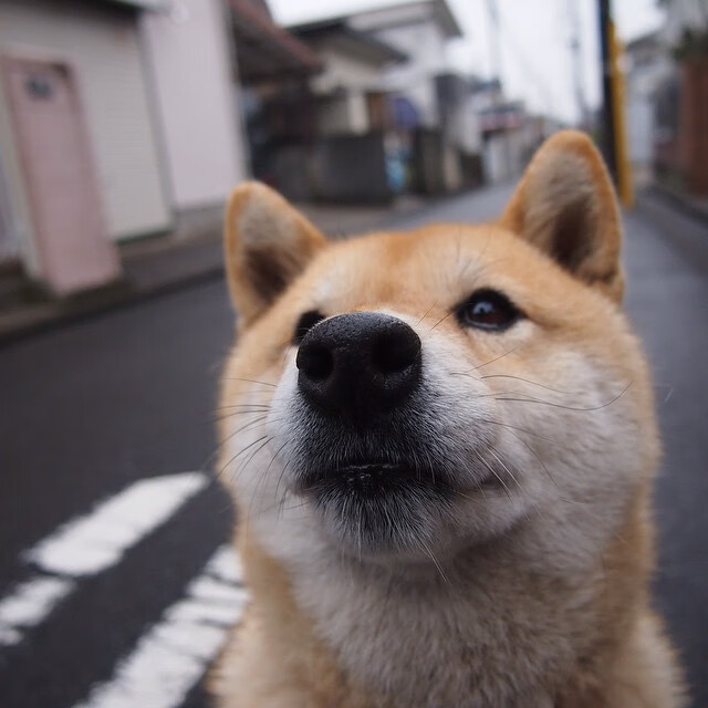 皇家社会通过控球打掉对方节奏，皇家社会ds足球