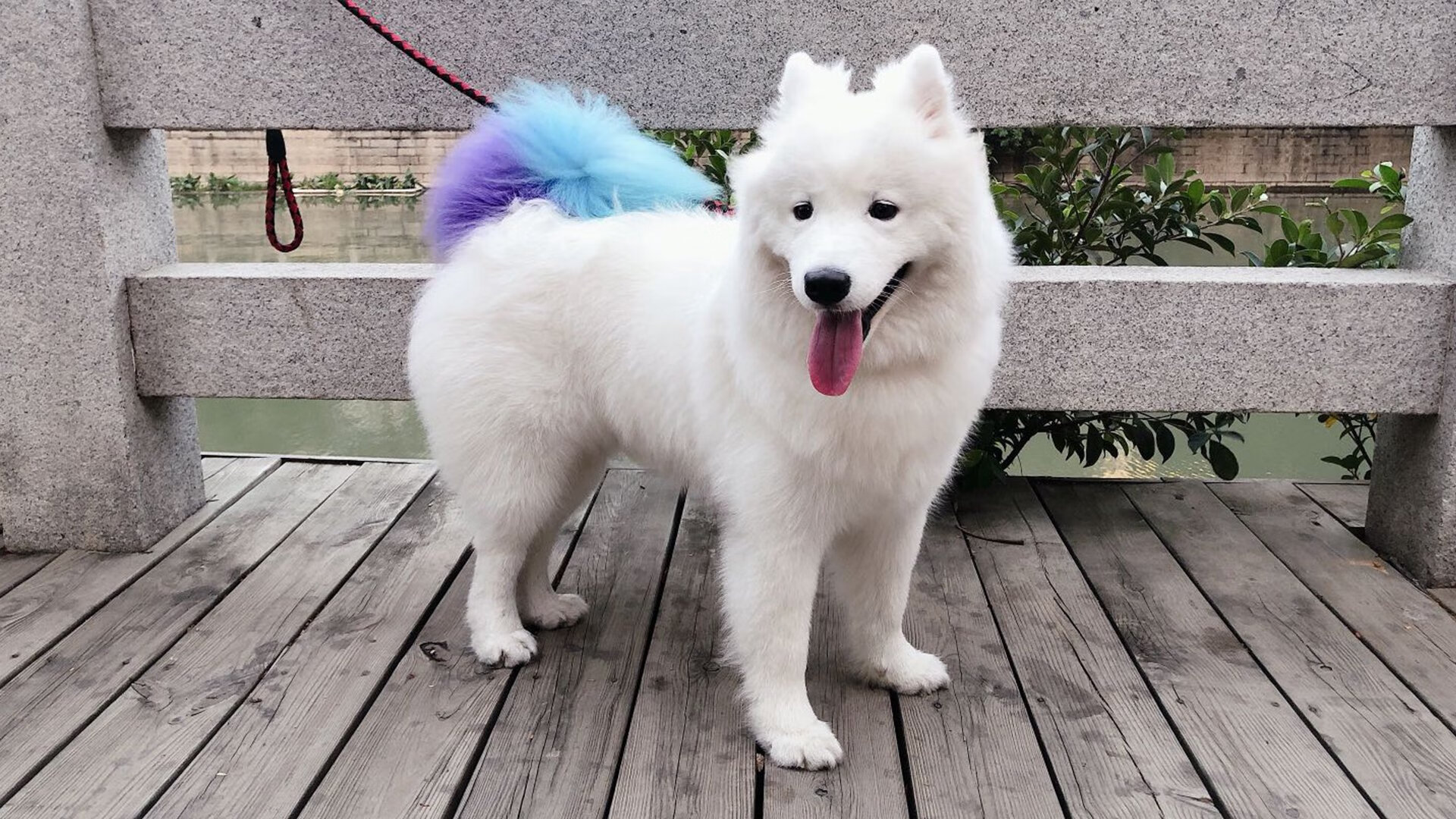 开云体育中国官网-佩拉卡尼冲刺阶段紧咬陈佳，卡佩拉进攻能力