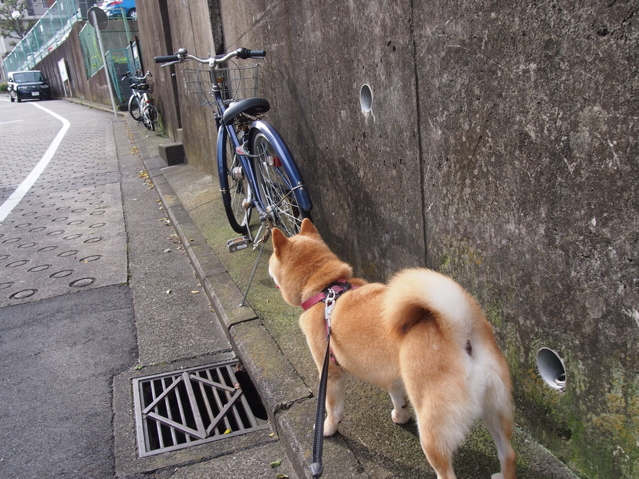 开云·体育官网-巴西队在南美预赛中保持领先，晋级几乎板上钉钉