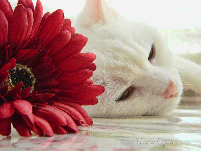 开云官网登录-德国猛将梅尔滕斯决赛展现长泳功底，德里斯·梅尔滕斯什么水平