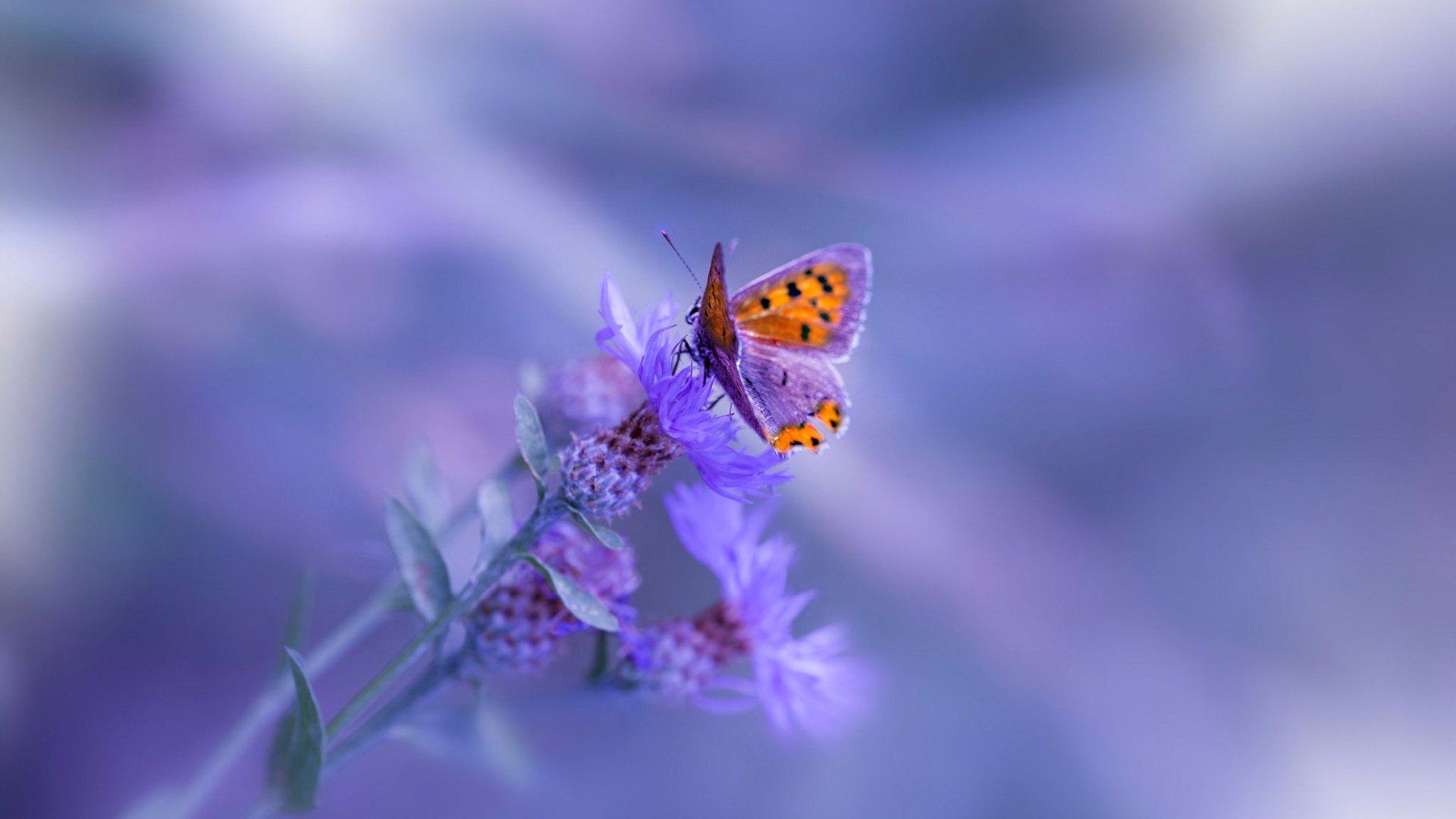 开云体育网页版入口-战术执行力成为近期表现下滑的重要影响因素，战略战术和执行力的关系