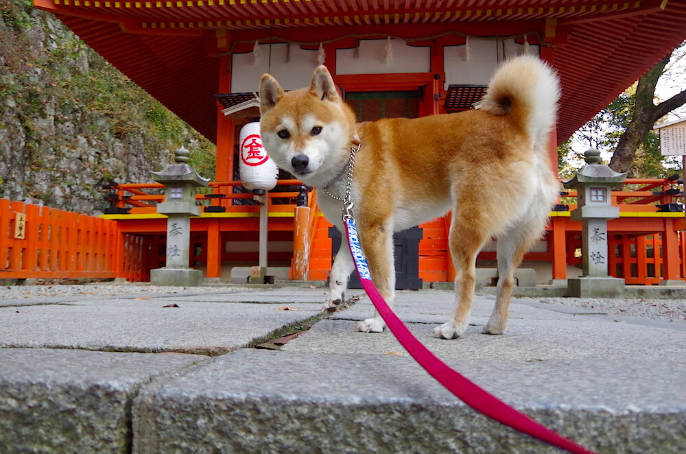 未来足球场馆实现“碳中和”目标，绿色科技应用成果显著