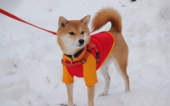 校园篮球特色课程进入高中选修体系强化专业化教学支持,篮球特色学校校本课程