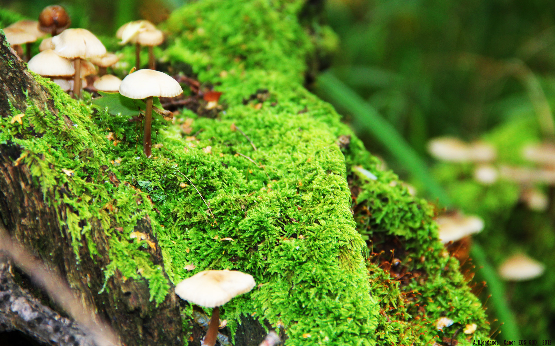 kaiyun 开云体育-袋鼠队主力球员：塔特 (Tate McDermott)，袋鼠体育品牌