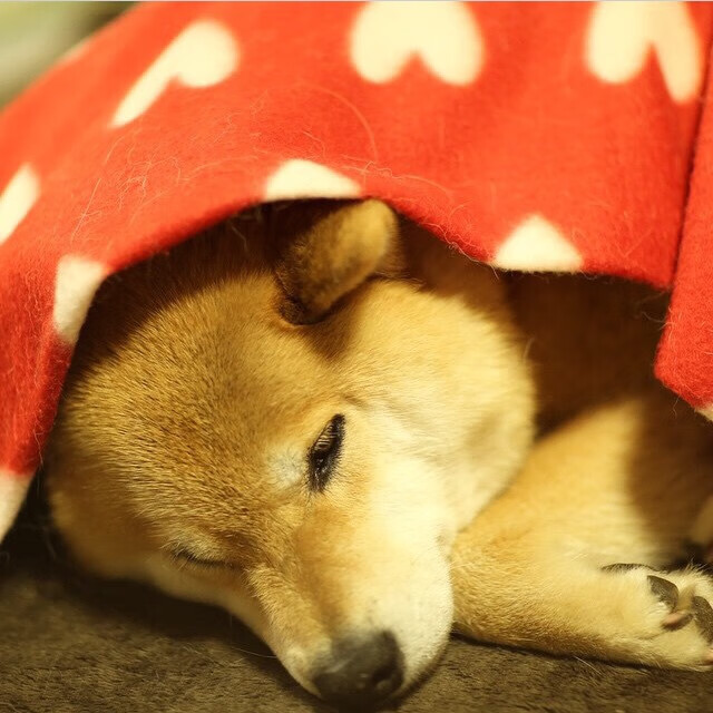 开云官网登录-骑士拍摄球员入场仪式视频风格复古怀旧，骑士球员出场